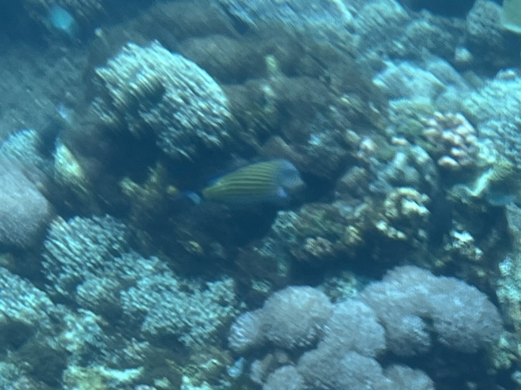 Lined surgeonfish