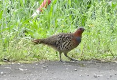 Bambusicola thoracicus