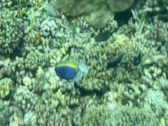 Acanthurus leucosternon