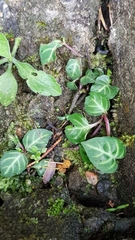 Lepidagathis inaequalis