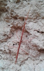 Parabacillus coloradus