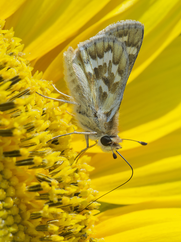 Signata Skipper