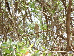 Haemorhous mexicanus