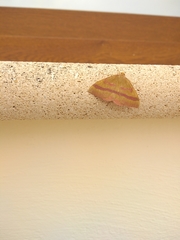 Rhodostrophia tabidaria