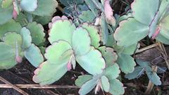 Kalanchoe fedtschenkoi