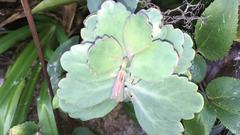 Kalanchoe fedtschenkoi