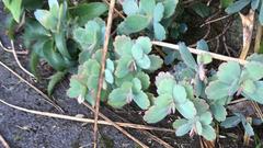 Kalanchoe fedtschenkoi