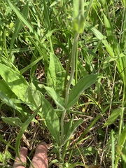 Penstemon tenuiflorus