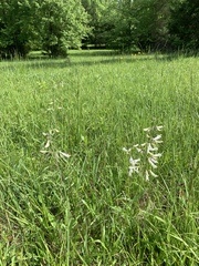 Penstemon tenuiflorus