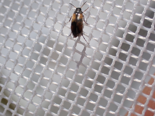 Anaspis fasciata, Orvelte, Netherlands, photo 5 of 10