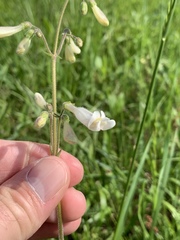 Penstemon tenuiflorus