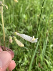 Penstemon tenuiflorus