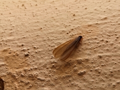 Macrotermitinae