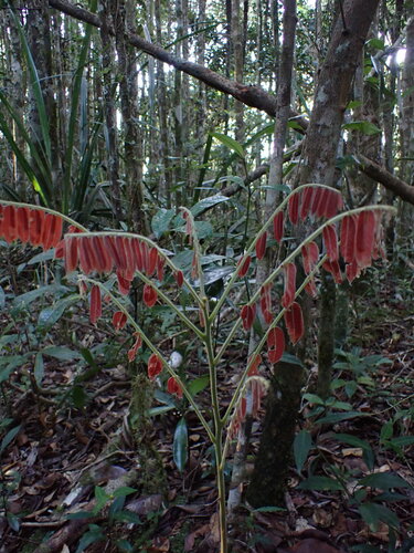 Image of Cnestis polyphylla by (c) Louis Aureglia, some rights reserved (CC BY)