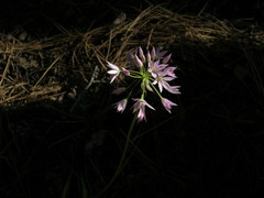 Allium bisceptrum