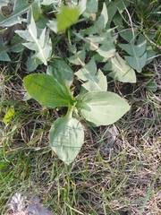Plantago major