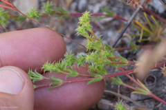 Lastarriaea coriacea