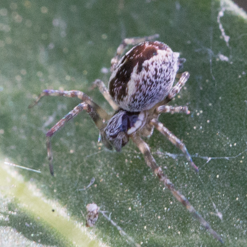 Mallos pallidus