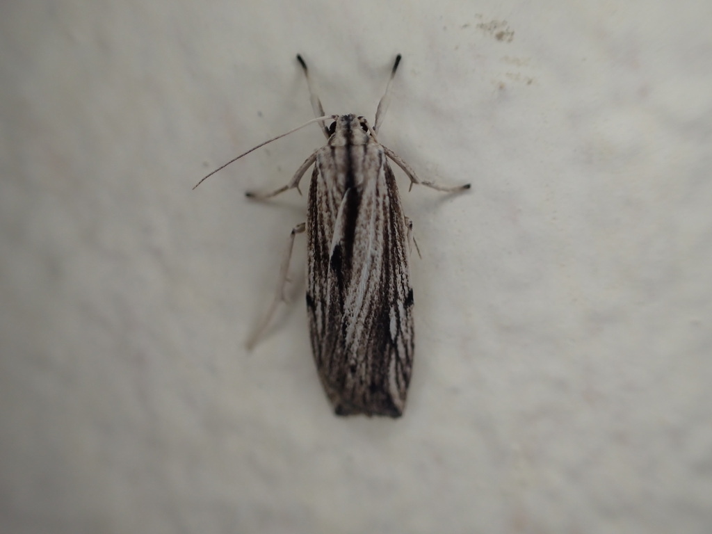 Eilema nonagrioides