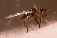 Lipoptena depressa