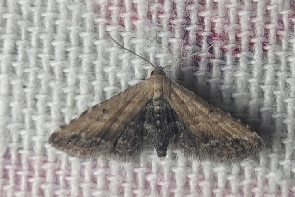 Araeopteron ecphaea