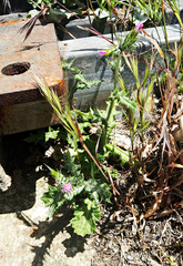 Cirsium creticum