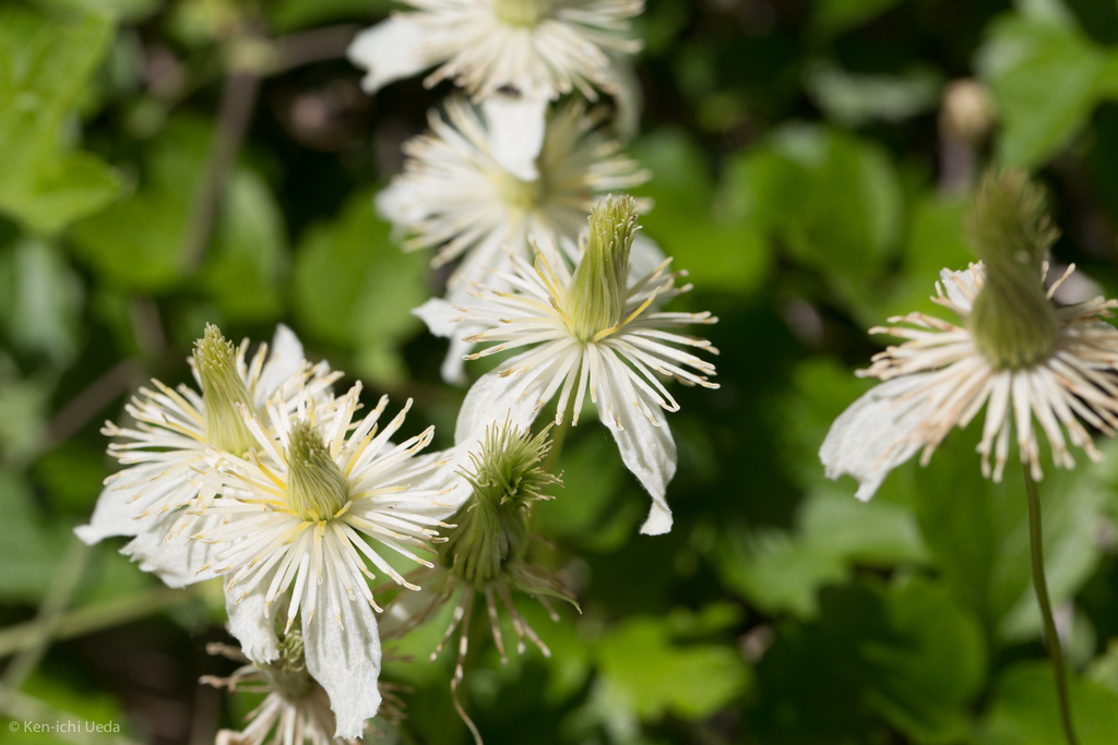 Pipestem clematis (New Year, New Growth at Arastradero Preserve ...