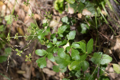 Tauschia hartwegii