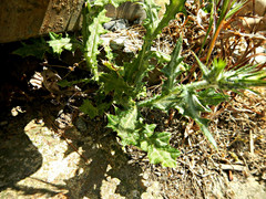 Cirsium creticum