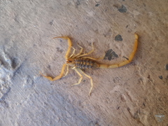 Centruroides sculpturatus