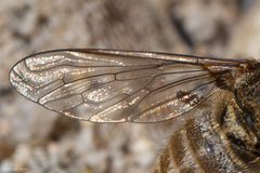 Aphoebantus borealis