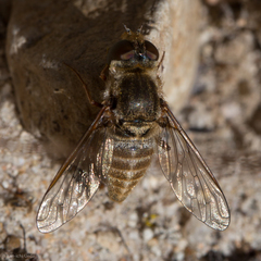 Aphoebantus borealis