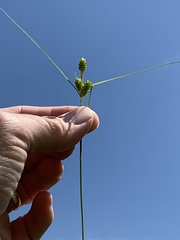 Carex caroliniana