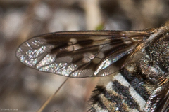 Thyridanthrax nugator