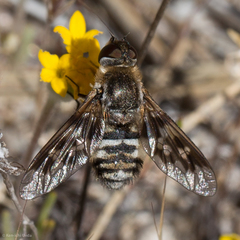 Thyridanthrax nugator