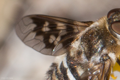 Thyridanthrax nugator