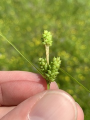 Carex caroliniana