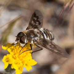 Thyridanthrax nugator