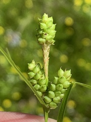 Carex caroliniana