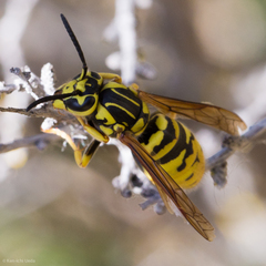 Vespula sulphurea