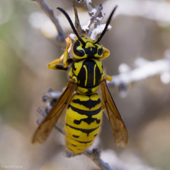 Vespula sulphurea