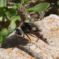 Bombylius albicapillus