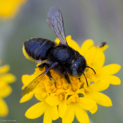 Megachiloides