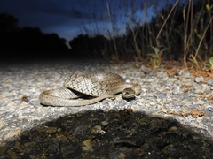 Macroprotodon brevis