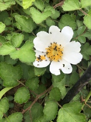 Rosa kwangtungensis