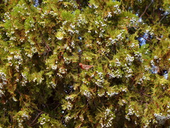 Haemorhous mexicanus