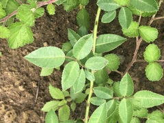 Rosa kwangtungensis