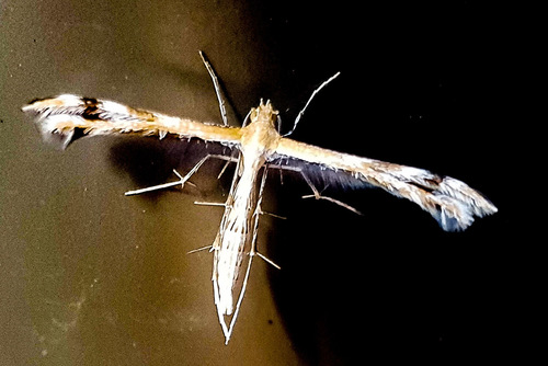 Spiderling Plume Moth