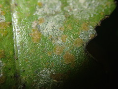 Phycopeltis