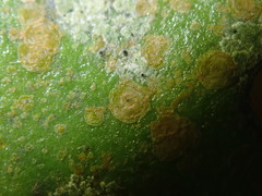 Phycopeltis